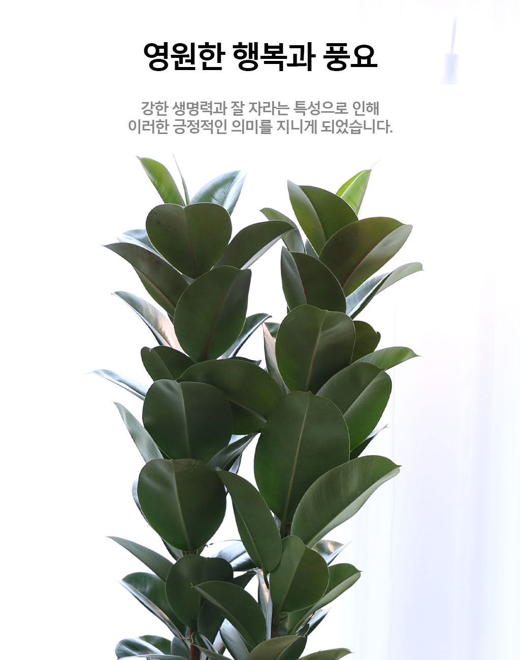 ¿µ¿øÇÑ Çູ°ú dz¿ä - °í¹«³ª¹«(Ư´ë)