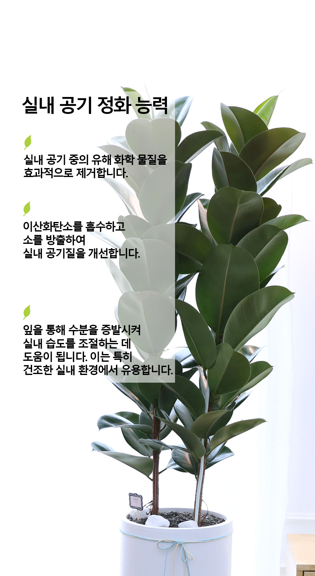 ¿µ¿øÇÑ Çູ°ú dz¿ä - °í¹«³ª¹«(Ư´ë)