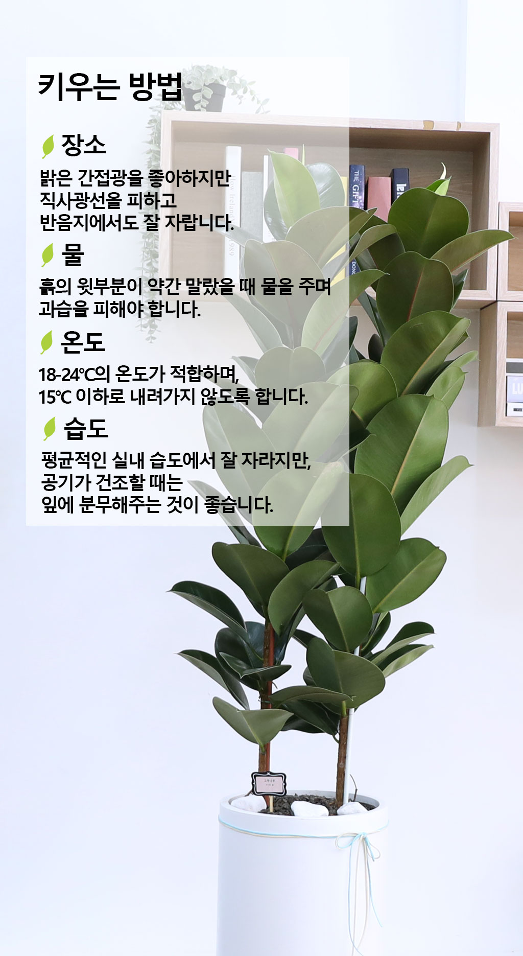 ¿µ¿øÇÑ Çູ°ú dz¿ä - °í¹«³ª¹«(Ư´ë)