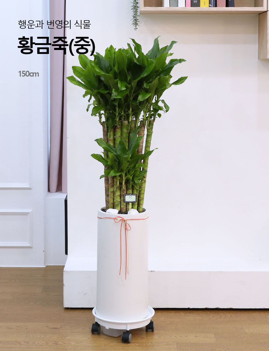 Çà¿î°ú ¹ø¿µÀÇ ½Ä¹° - Ȳ±ÝÁ×(Áß) ²ÉÁý ²É¹è´Þ