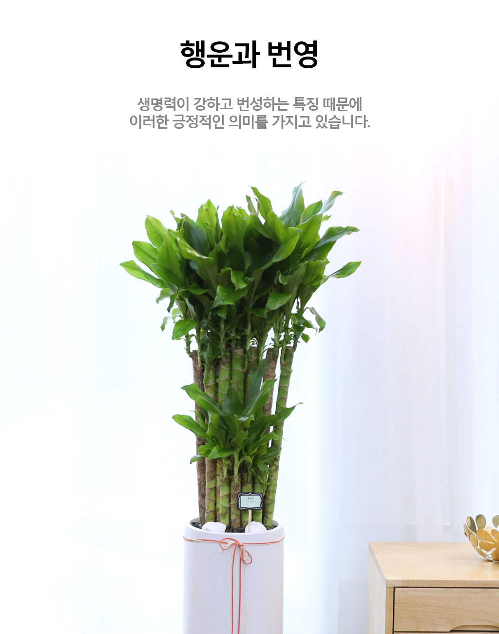 Çà¿î°ú ¹ø¿µÀÇ ½Ä¹° - Ȳ±ÝÁ×(Áß) ²ÉÁý ²É¹è´Þ