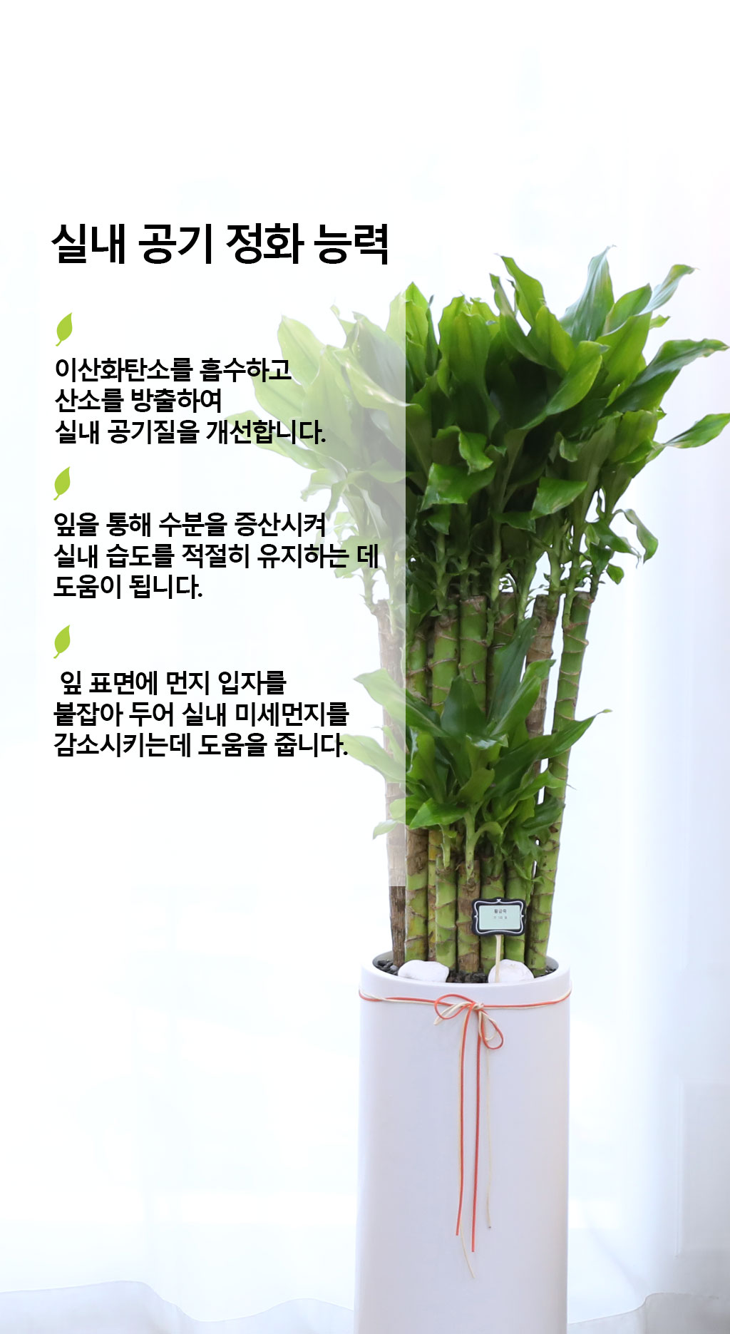 Çà¿î°ú ¹ø¿µÀÇ ½Ä¹° - Ȳ±ÝÁ×(Áß) ²ÉÁý ²É¹è´Þ