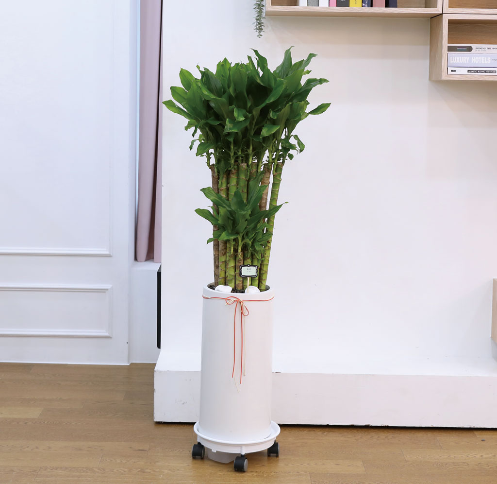 Çà¿î°ú ¹ø¿µÀÇ ½Ä¹° - Ȳ±ÝÁ×(Áß) ²ÉÁý ²É¹è´Þ