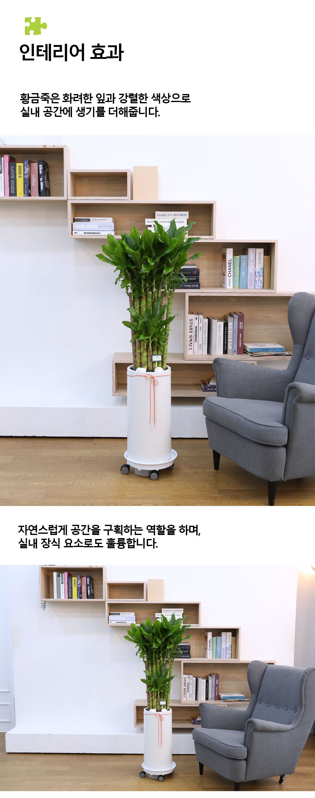 Çà¿î°ú ¹ø¿µÀÇ ½Ä¹° - Ȳ±ÝÁ×(Áß) ²ÉÁý ²É¹è´Þ