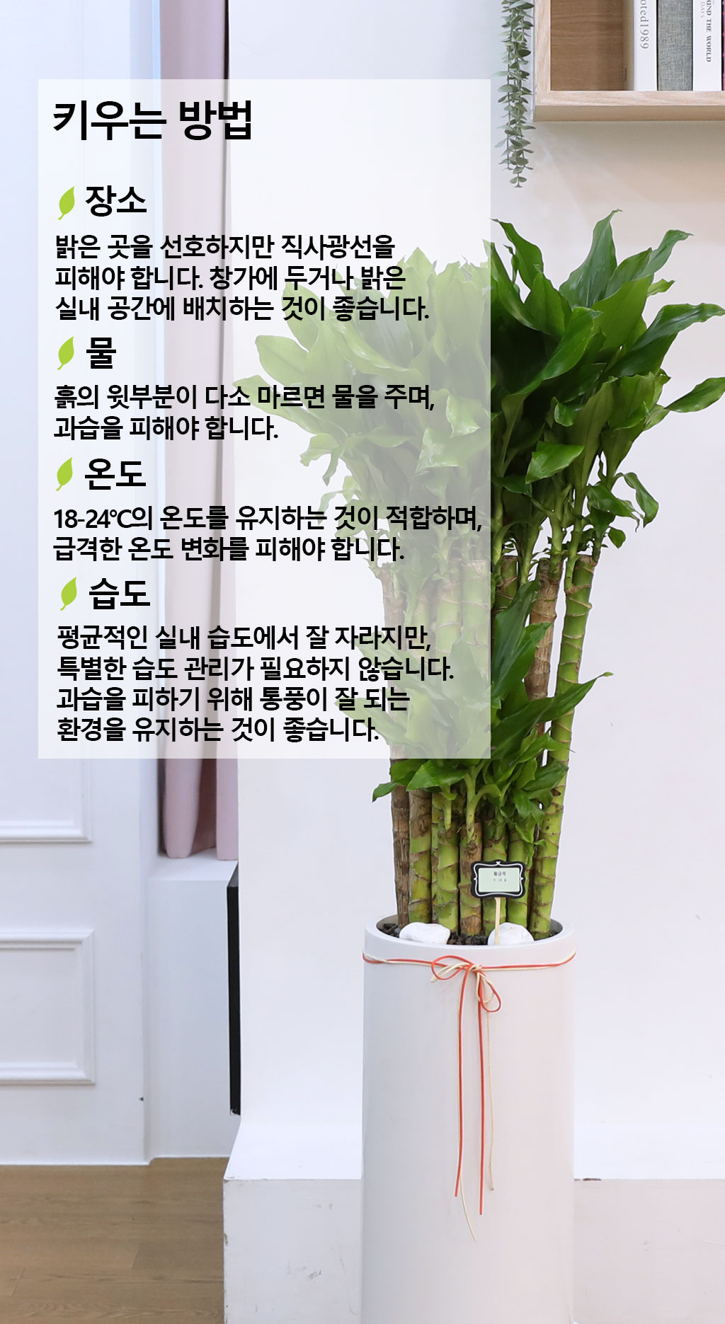 Çà¿î°ú ¹ø¿µÀÇ ½Ä¹° - Ȳ±ÝÁ×(Áß) ²ÉÁý ²É¹è´Þ