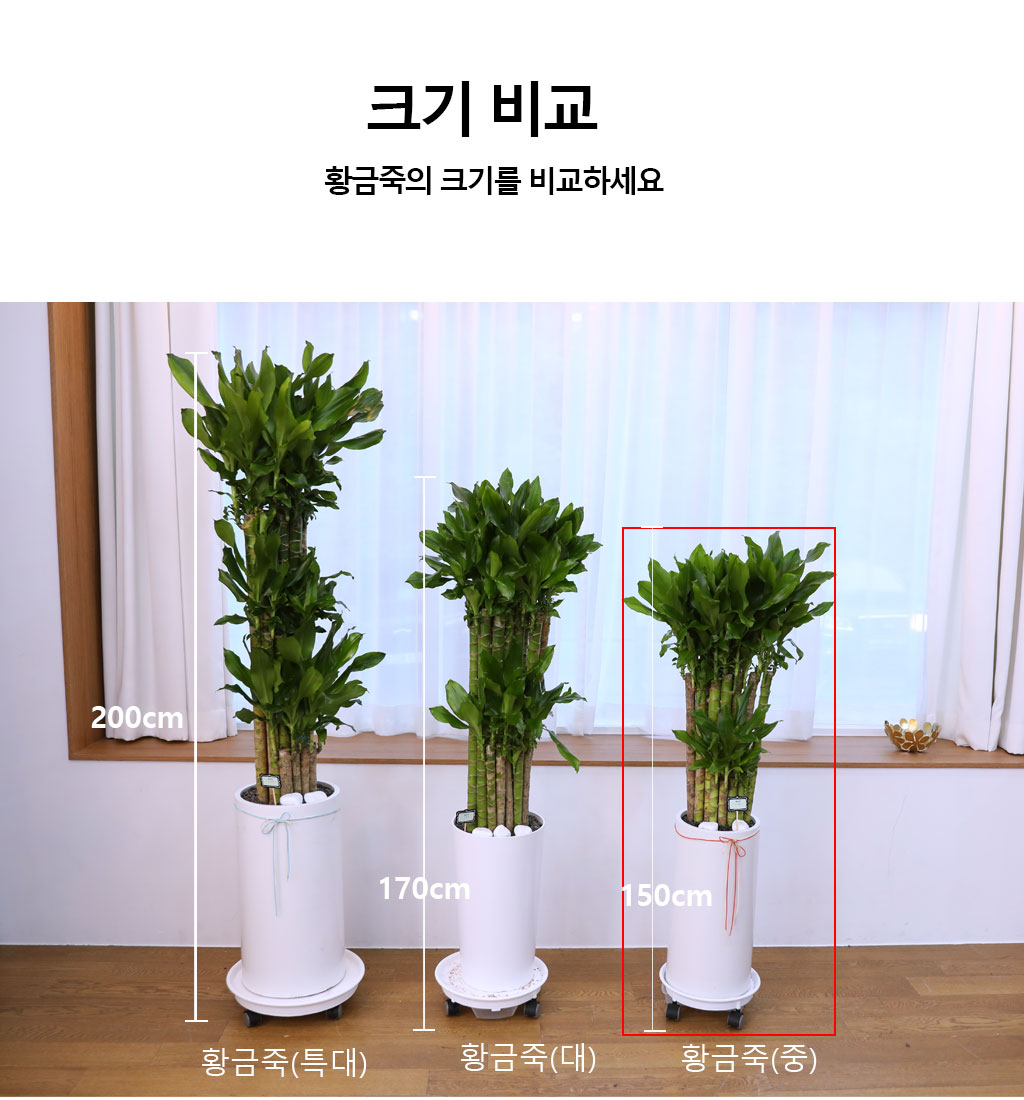 Çà¿î°ú ¹ø¿µÀÇ ½Ä¹° - Ȳ±ÝÁ×(Áß) ²ÉÁý ²É¹è´Þ