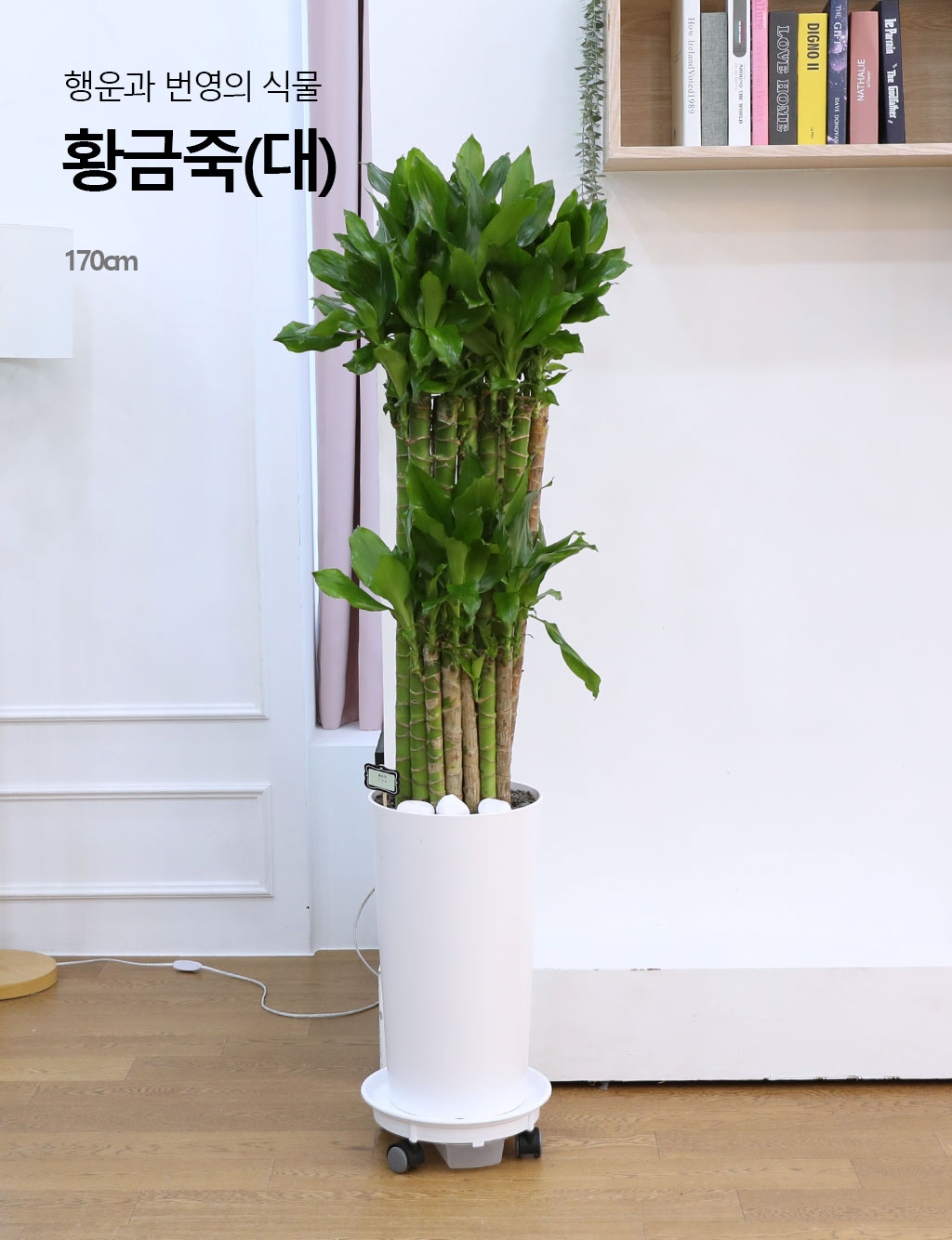 Çà¿î°ú ¹ø¿µÀÇ ½Ä¹° - Ȳ±ÝÁ×(´ë) ²ÉÁý ²É¹è´Þ