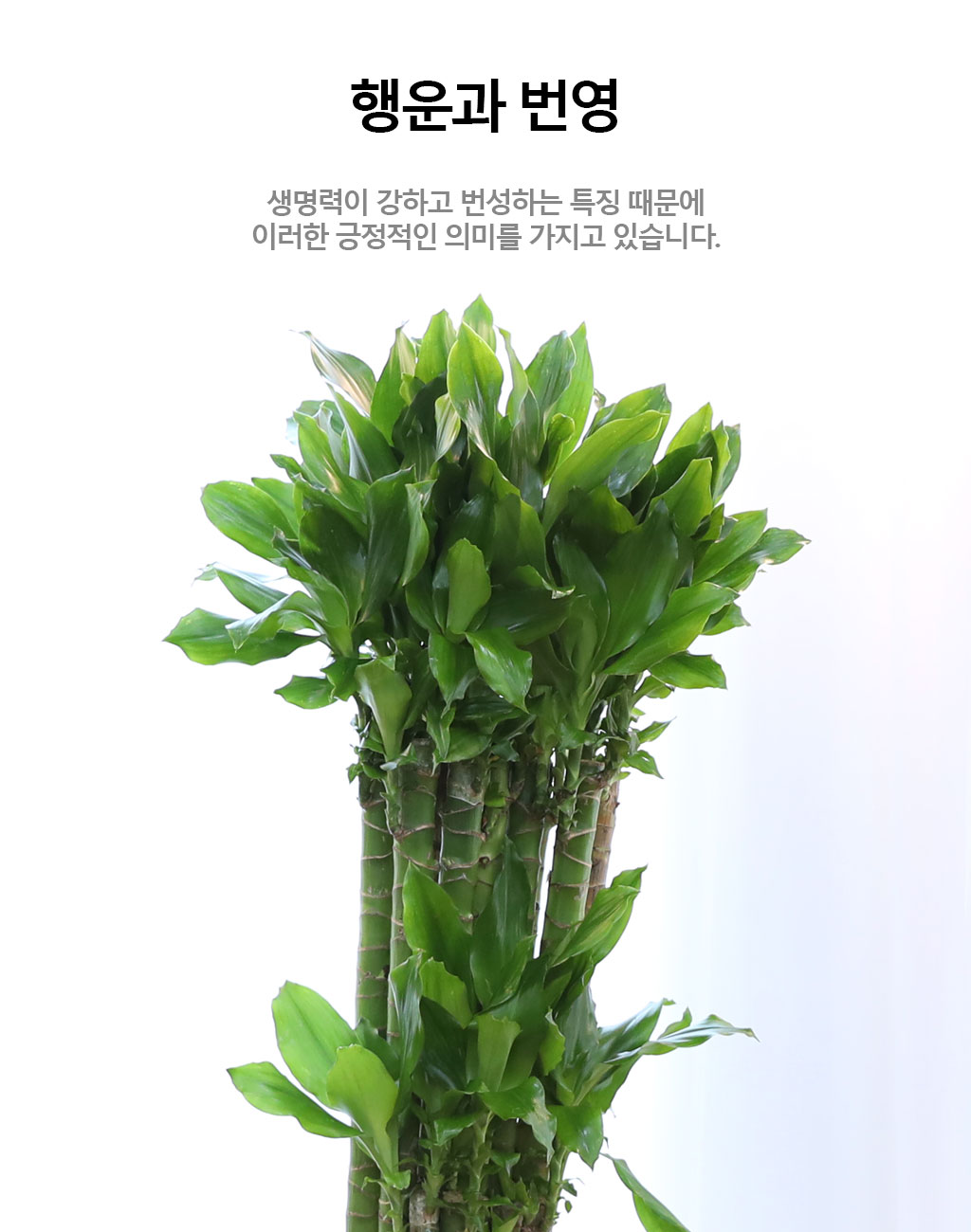 Çà¿î°ú ¹ø¿µÀÇ ½Ä¹° - Ȳ±ÝÁ×(´ë) ²ÉÁý ²É¹è´Þ