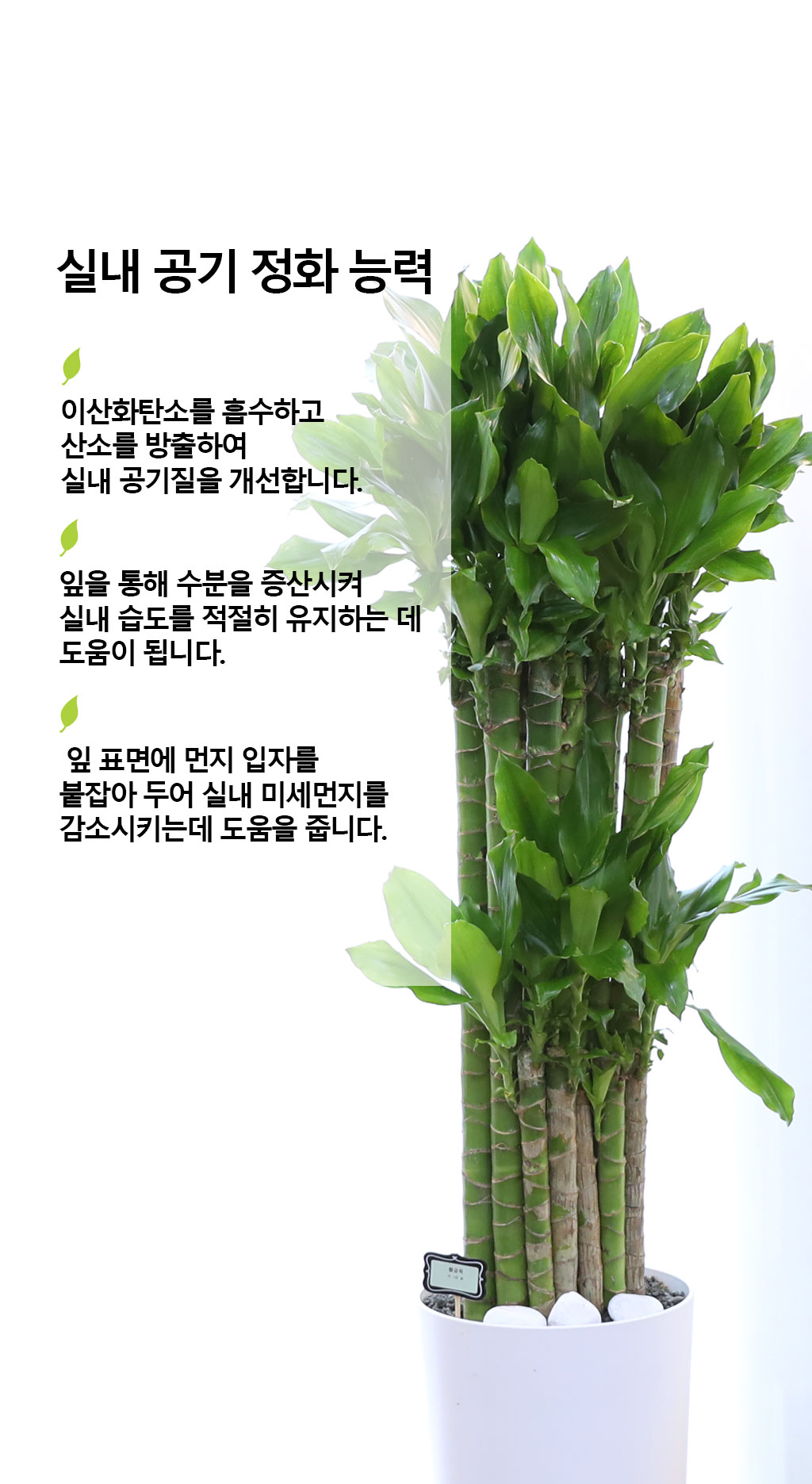 Çà¿î°ú ¹ø¿µÀÇ ½Ä¹° - Ȳ±ÝÁ×(´ë) ²ÉÁý ²É¹è´Þ