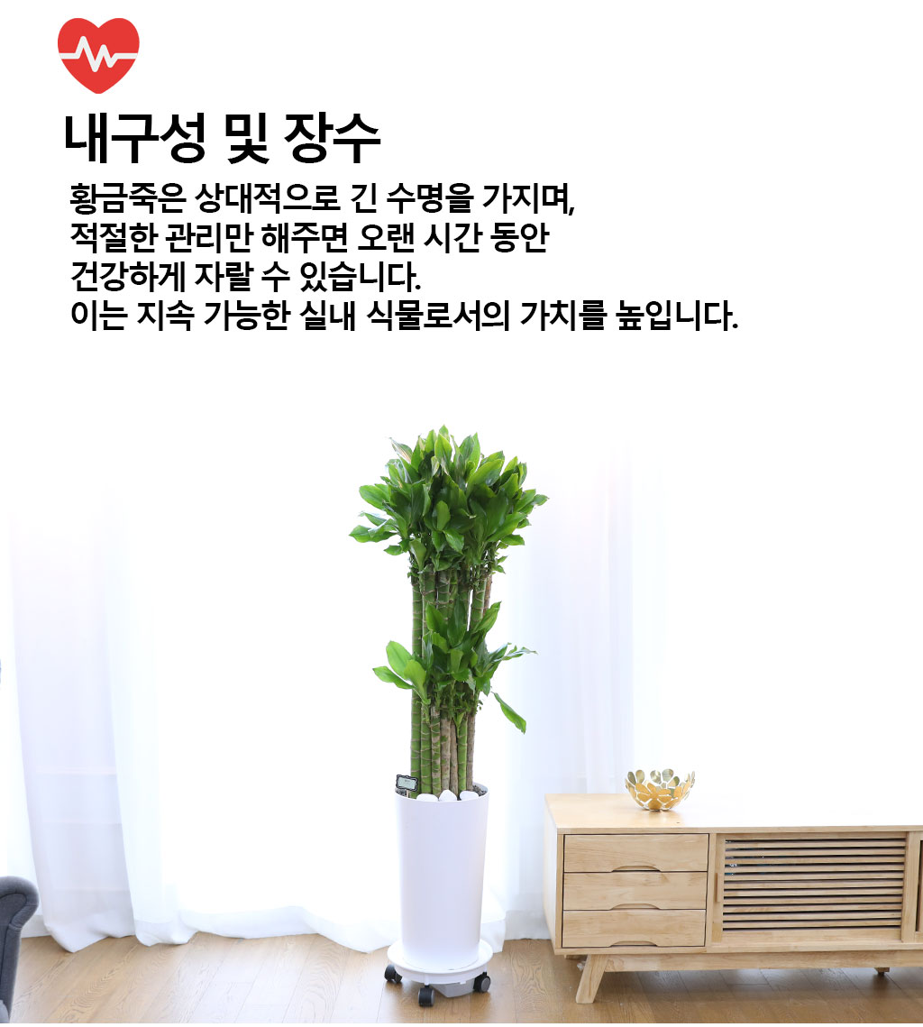 Çà¿î°ú ¹ø¿µÀÇ ½Ä¹° - Ȳ±ÝÁ×(´ë) ²ÉÁý ²É¹è´Þ