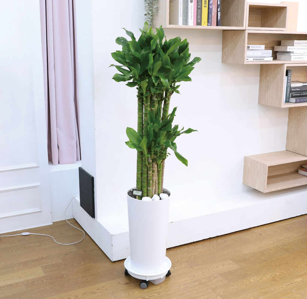 Çà¿î°ú ¹ø¿µÀÇ ½Ä¹° - Ȳ±ÝÁ×(´ë) ²ÉÁý ²É¹è´Þ