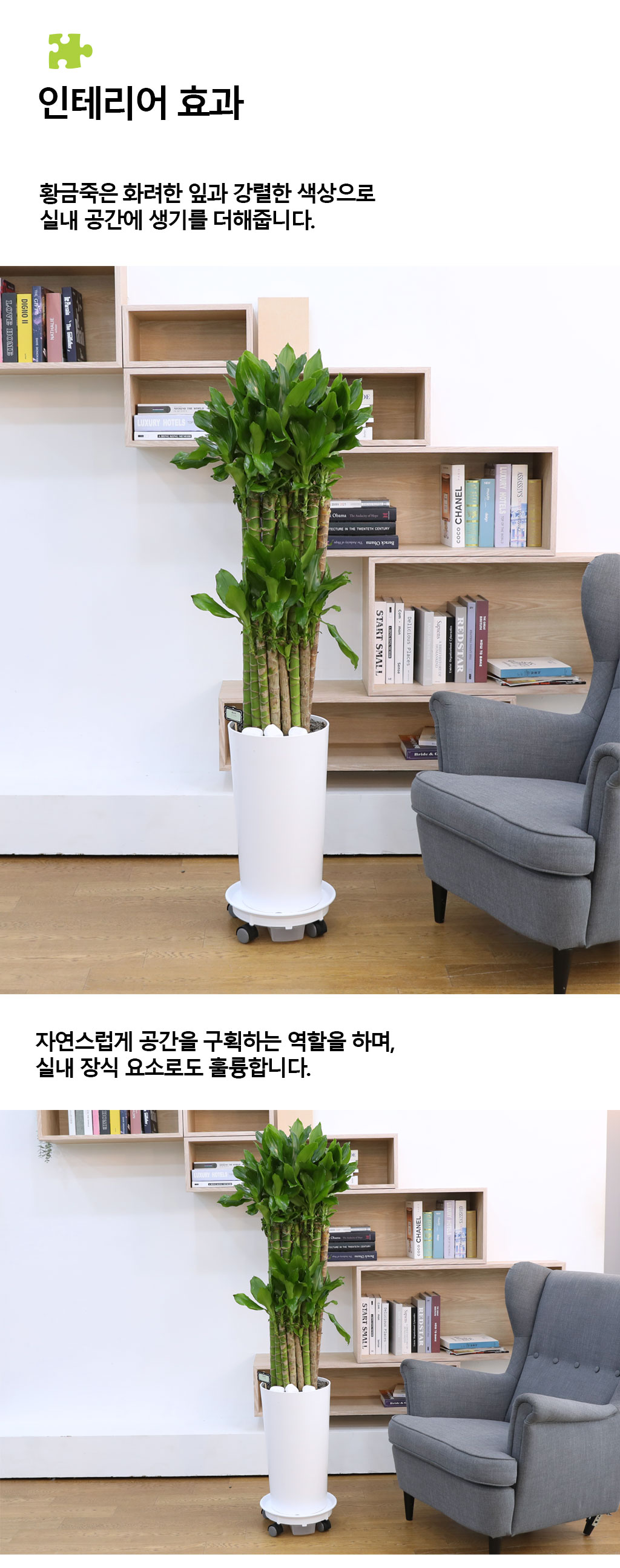 Çà¿î°ú ¹ø¿µÀÇ ½Ä¹° - Ȳ±ÝÁ×(´ë) ²ÉÁý ²É¹è´Þ