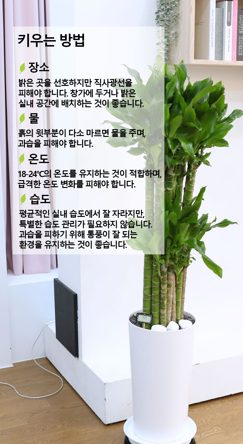 Çà¿î°ú ¹ø¿µÀÇ ½Ä¹° - Ȳ±ÝÁ×(´ë) ²ÉÁý ²É¹è´Þ