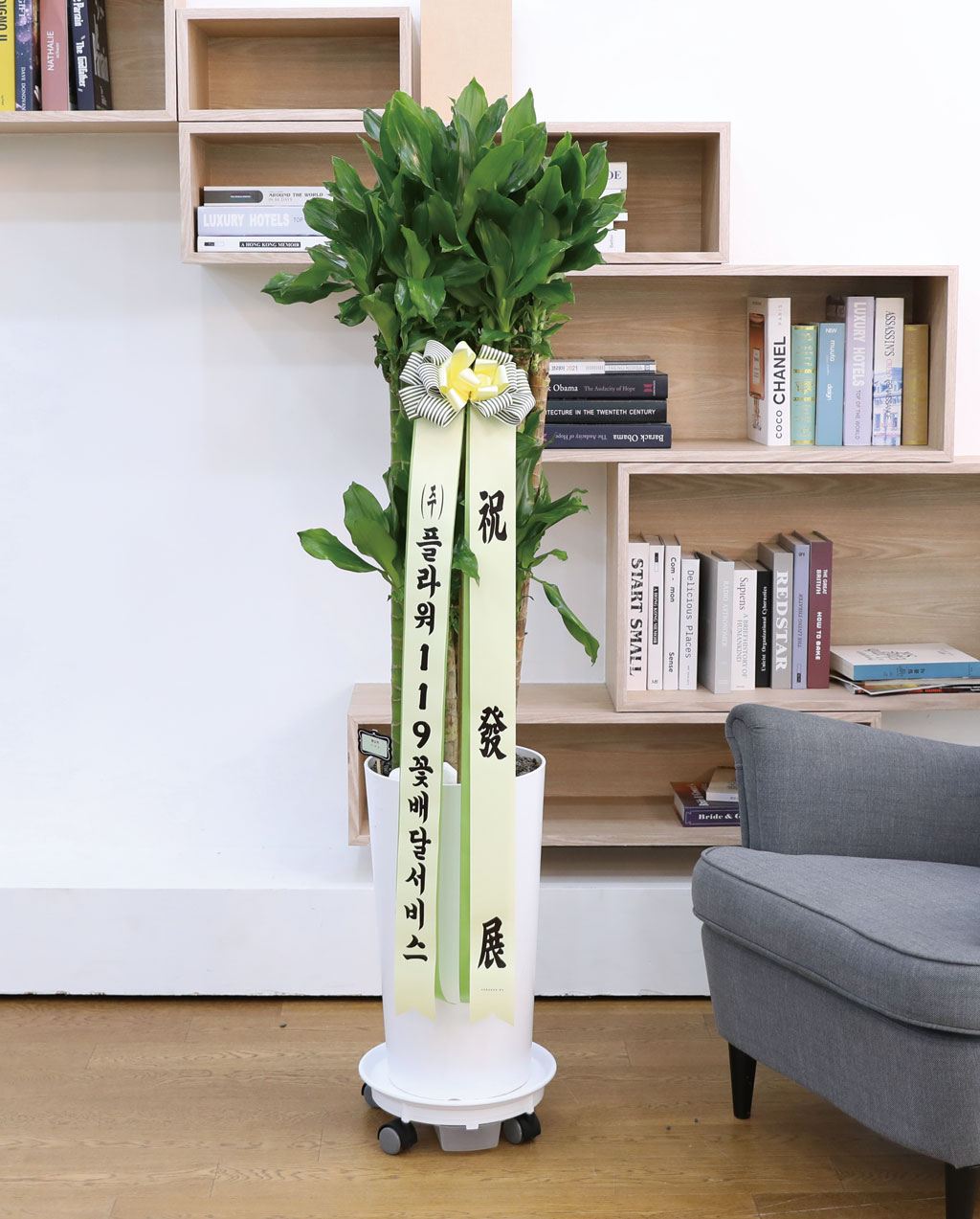 Çà¿î°ú ¹ø¿µÀÇ ½Ä¹° - Ȳ±ÝÁ×(´ë) ²ÉÁý ²É¹è´Þ