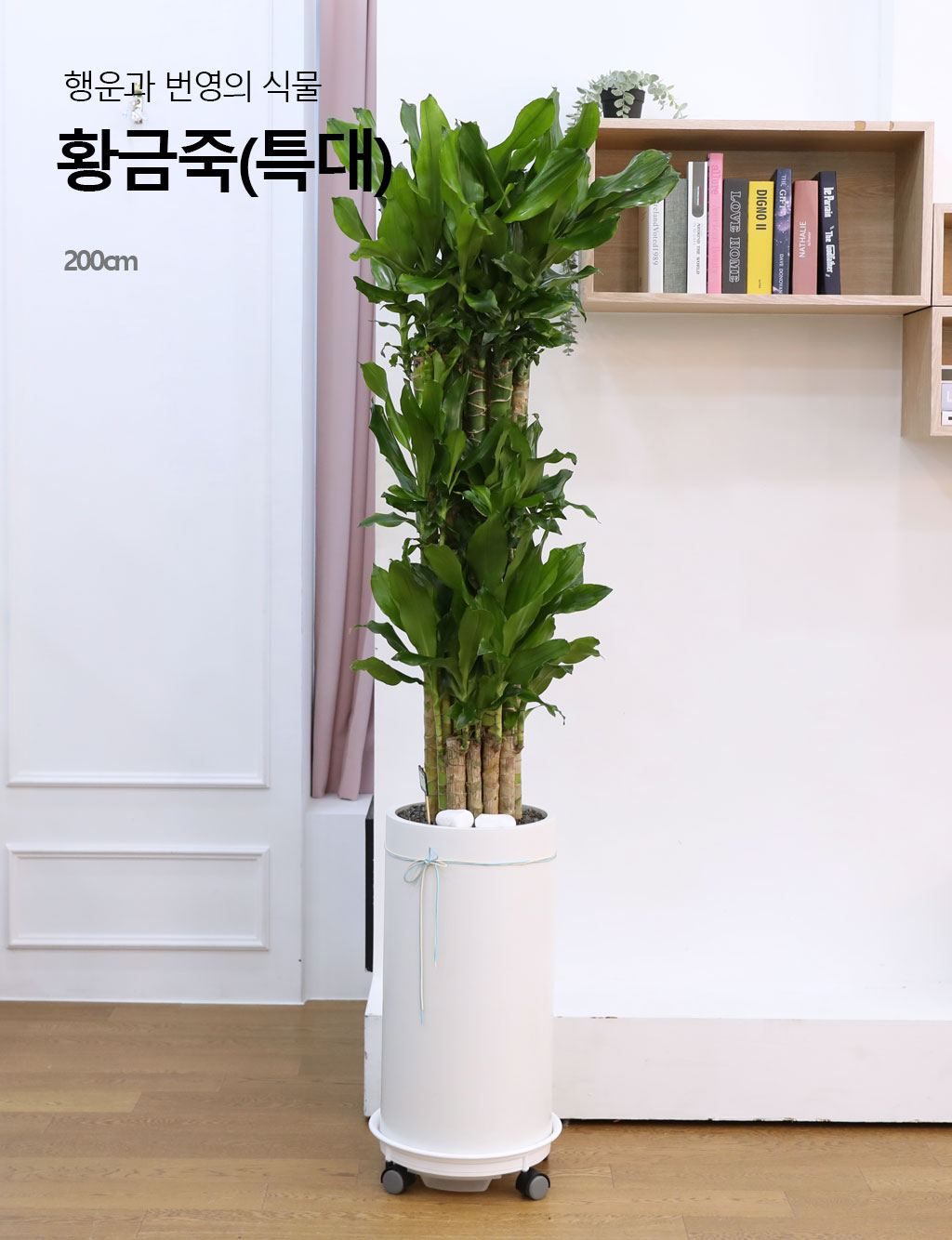 Çà¿î°ú ¹ø¿µÀÇ ½Ä¹° - Ȳ±ÝÁ×(Ư´ë) ²ÉÁý ²É¹è´Þ