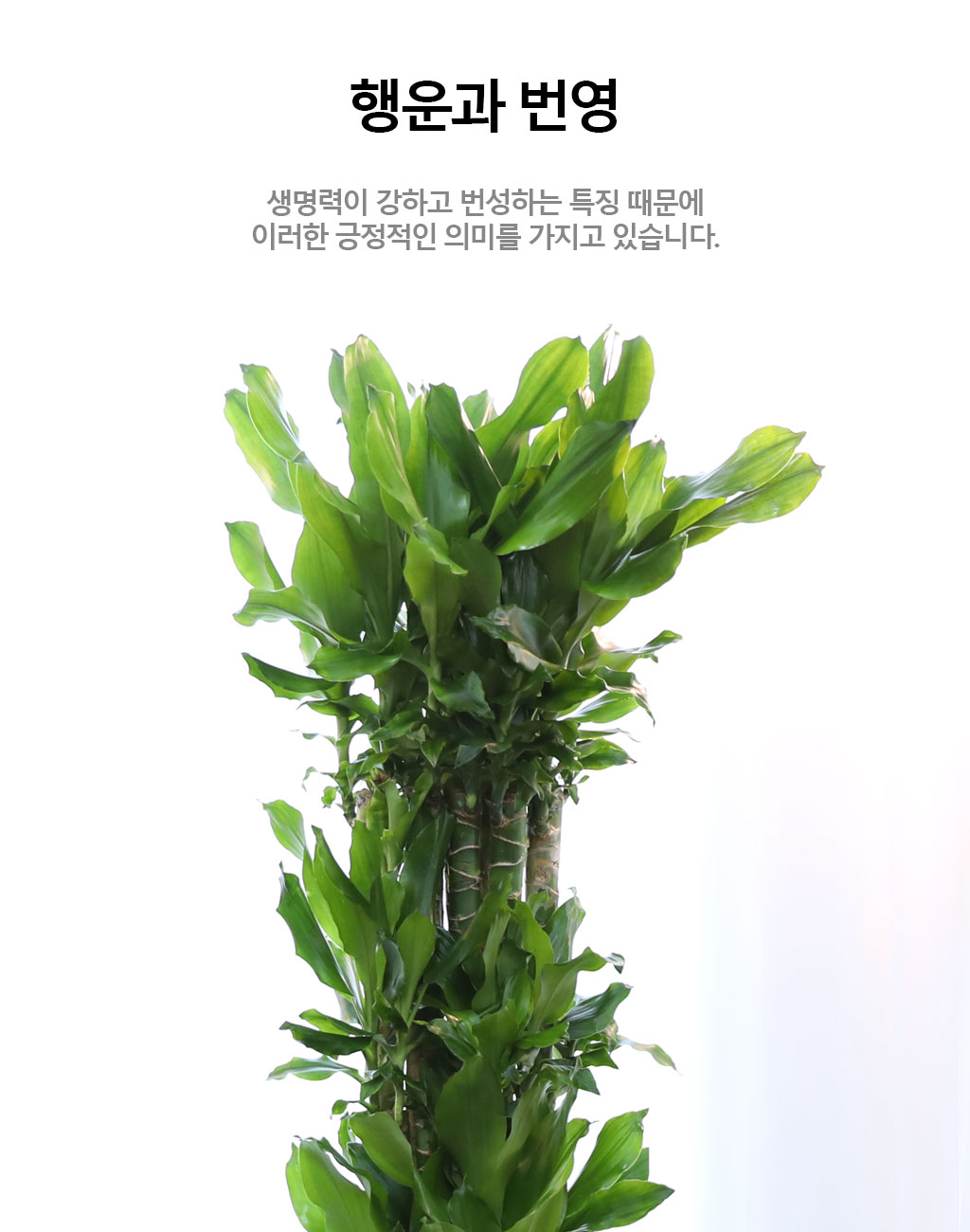 Çà¿î°ú ¹ø¿µÀÇ ½Ä¹° - Ȳ±ÝÁ×(Ư´ë) ²ÉÁý ²É¹è´Þ