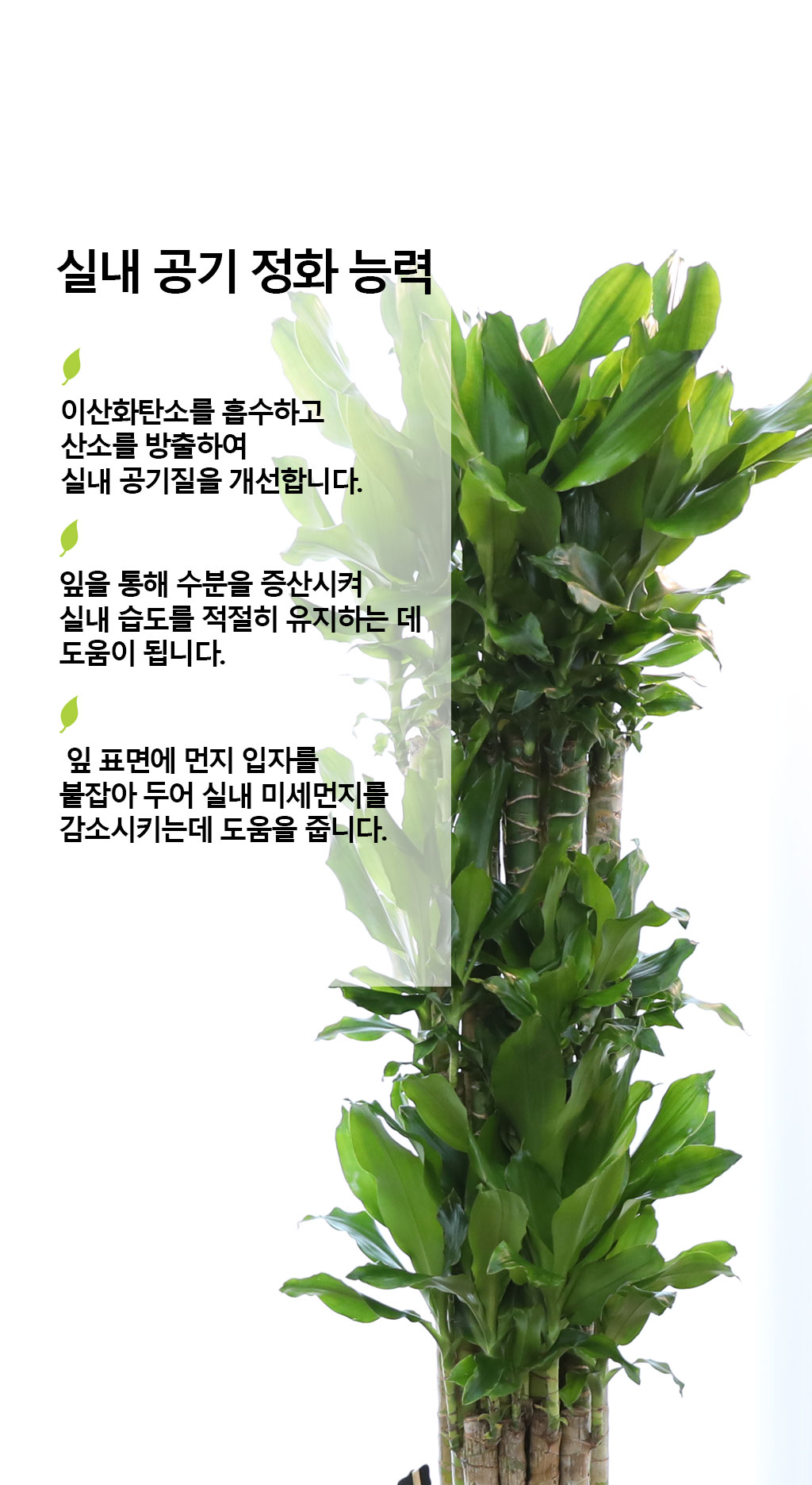 Çà¿î°ú ¹ø¿µÀÇ ½Ä¹° - Ȳ±ÝÁ×(Ư´ë) ²ÉÁý ²É¹è´Þ