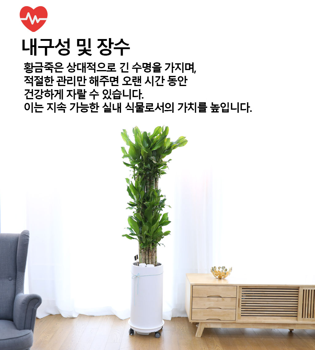 Çà¿î°ú ¹ø¿µÀÇ ½Ä¹° - Ȳ±ÝÁ×(Ư´ë) ²ÉÁý ²É¹è´Þ