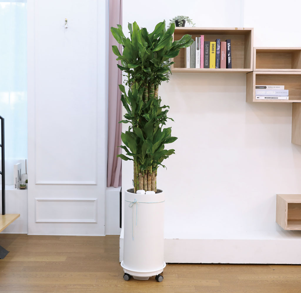 Çà¿î°ú ¹ø¿µÀÇ ½Ä¹° - Ȳ±ÝÁ×(Ư´ë) ²ÉÁý ²É¹è´Þ