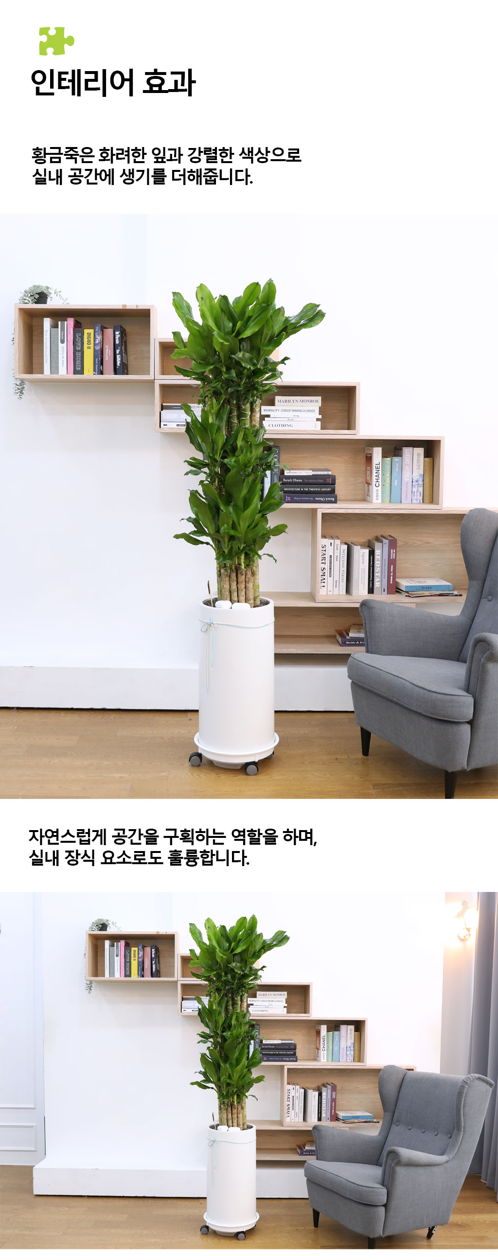 Çà¿î°ú ¹ø¿µÀÇ ½Ä¹° - Ȳ±ÝÁ×(Ư´ë) ²ÉÁý ²É¹è´Þ