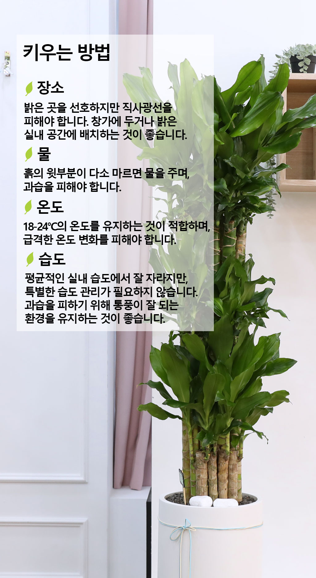 Çà¿î°ú ¹ø¿µÀÇ ½Ä¹° - Ȳ±ÝÁ×(Ư´ë) ²ÉÁý ²É¹è´Þ