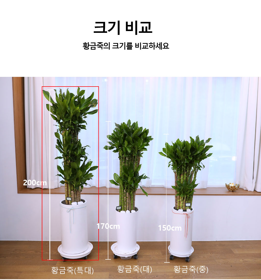 Çà¿î°ú ¹ø¿µÀÇ ½Ä¹° - Ȳ±ÝÁ×(Ư´ë) ²ÉÁý ²É¹è´Þ