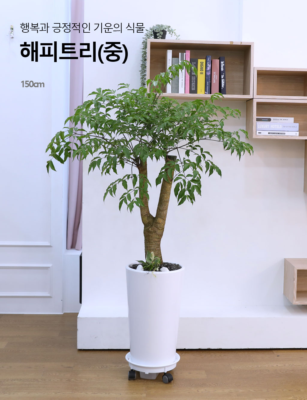 Çູ°ú ±àÁ¤ÀûÀÎ ±â¿îÀÇ ½Ä¹° - ÇØÇÇÆ®¸®(Áß) ²ÉÁý ²É¹è´Þ