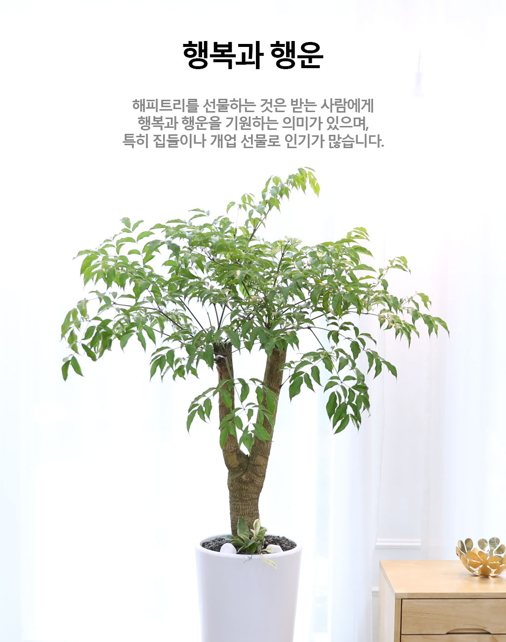 Çູ°ú ±àÁ¤ÀûÀÎ ±â¿îÀÇ ½Ä¹° - ÇØÇÇÆ®¸®(Áß) ²ÉÁý ²É¹è´Þ