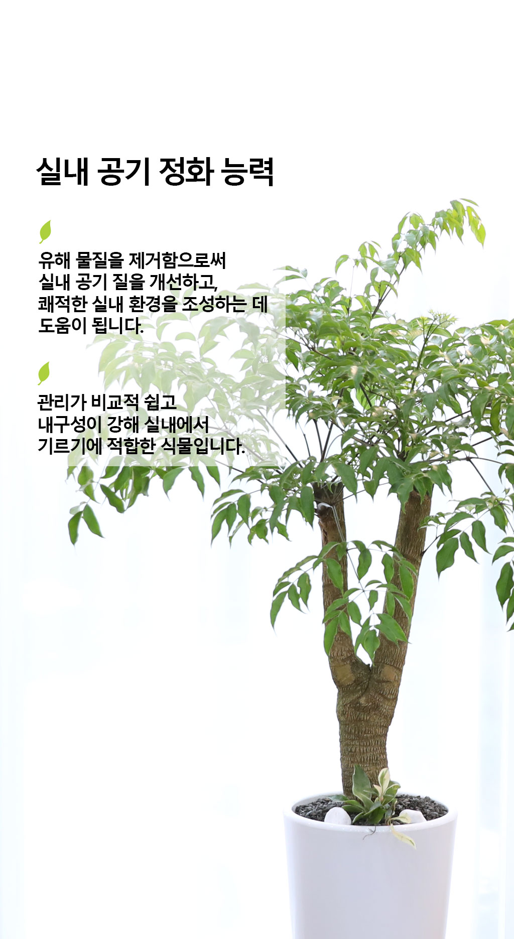 Çູ°ú ±àÁ¤ÀûÀÎ ±â¿îÀÇ ½Ä¹° - ÇØÇÇÆ®¸®(Áß) ²ÉÁý ²É¹è´Þ