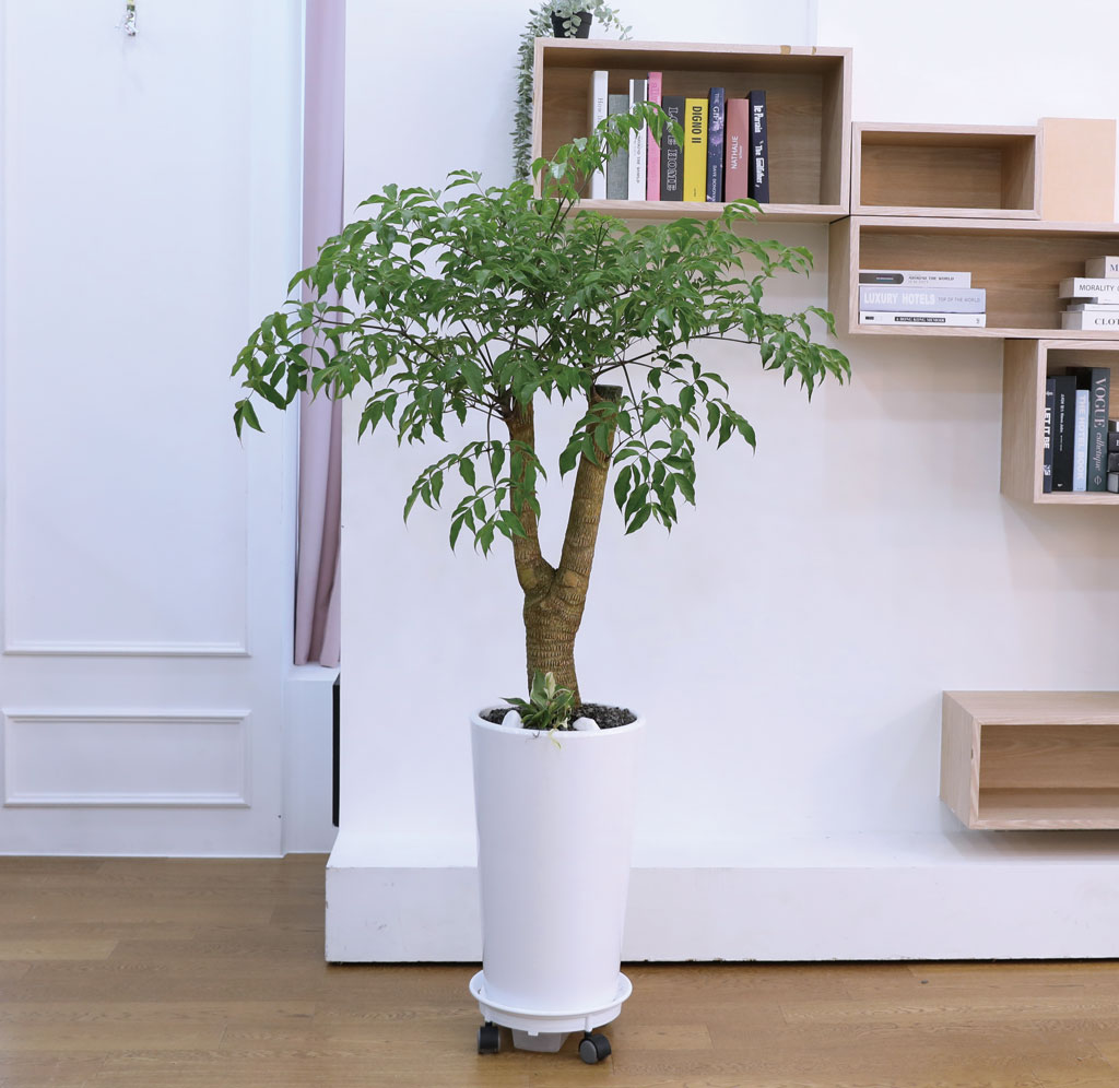 Çູ°ú ±àÁ¤ÀûÀÎ ±â¿îÀÇ ½Ä¹° - ÇØÇÇÆ®¸®(Áß) ²ÉÁý ²É¹è´Þ