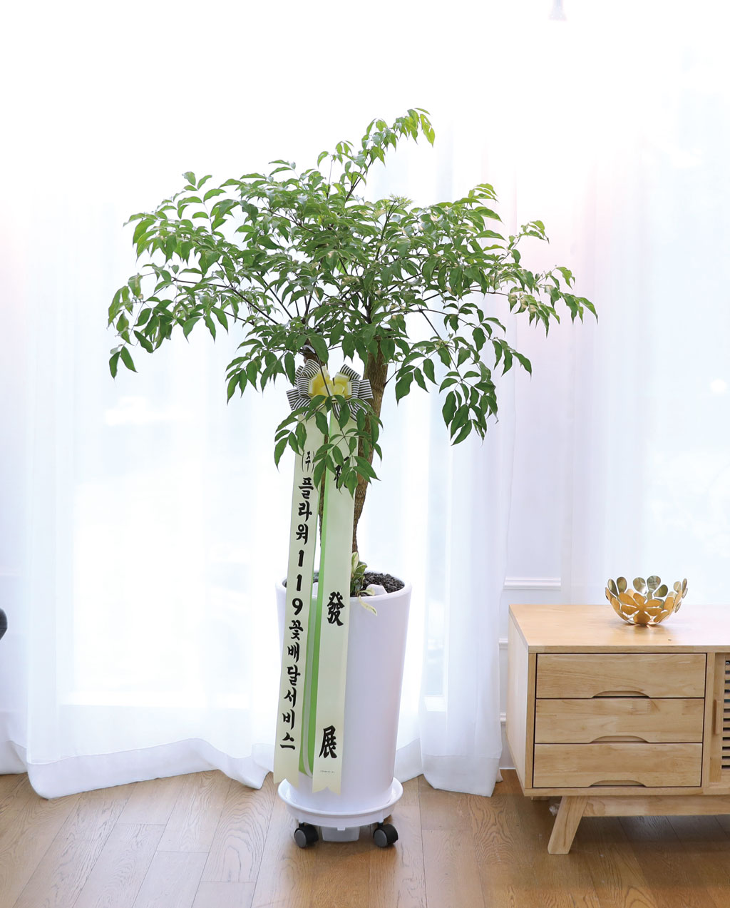 Çູ°ú ±àÁ¤ÀûÀÎ ±â¿îÀÇ ½Ä¹° - ÇØÇÇÆ®¸®(Áß) ²ÉÁý ²É¹è´Þ