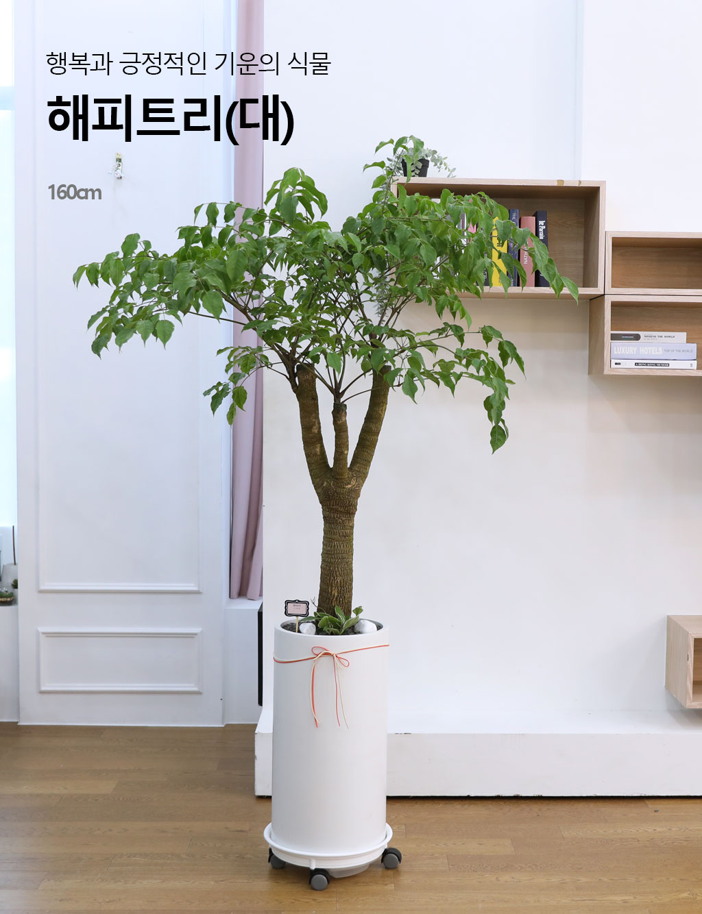 Çູ°ú ±àÁ¤ÀûÀÎ ±â¿îÀÇ ½Ä¹° - ÇØÇÇÆ®¸®(´ë)