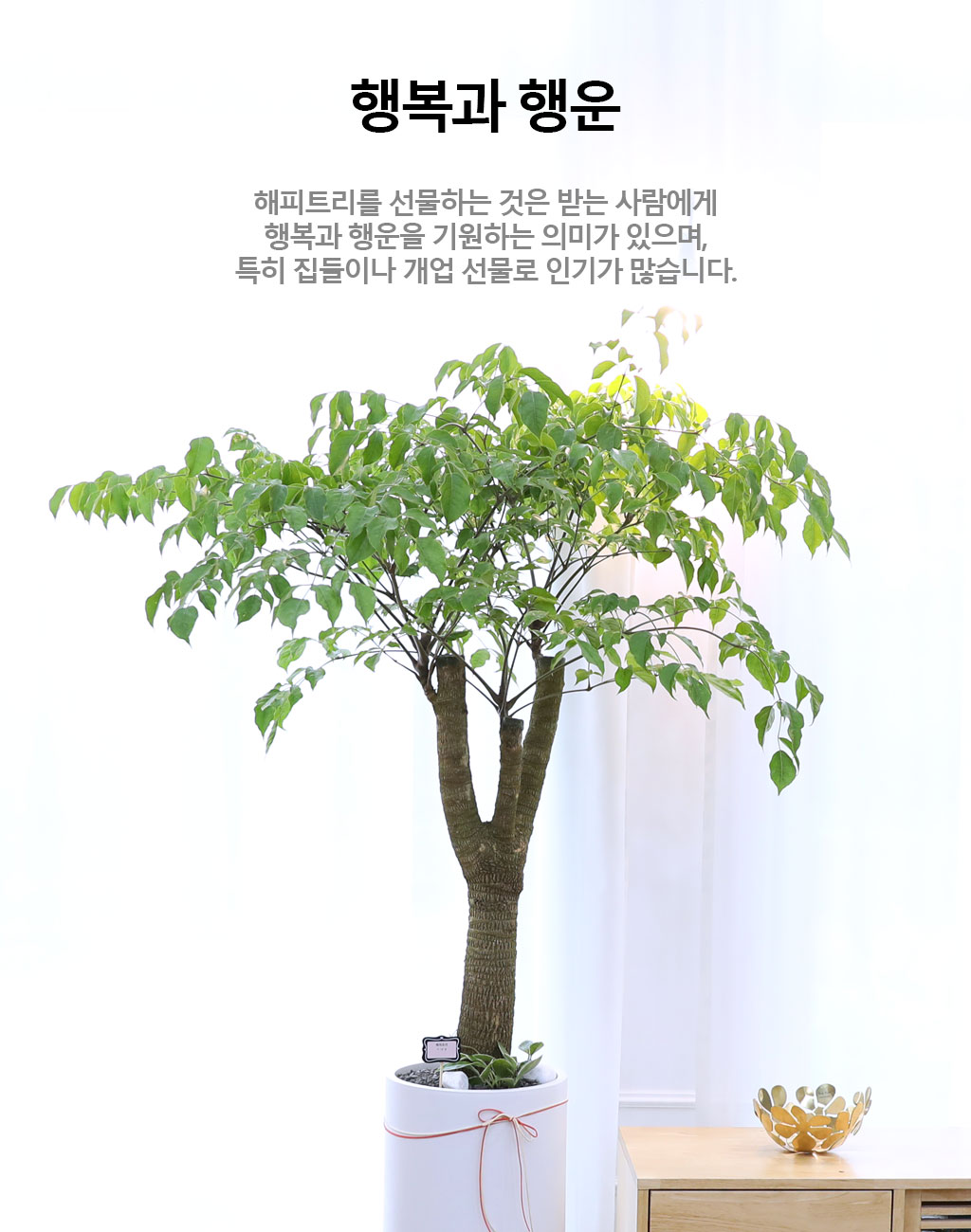 Çູ°ú ±àÁ¤ÀûÀÎ ±â¿îÀÇ ½Ä¹° - ÇØÇÇÆ®¸®(´ë)