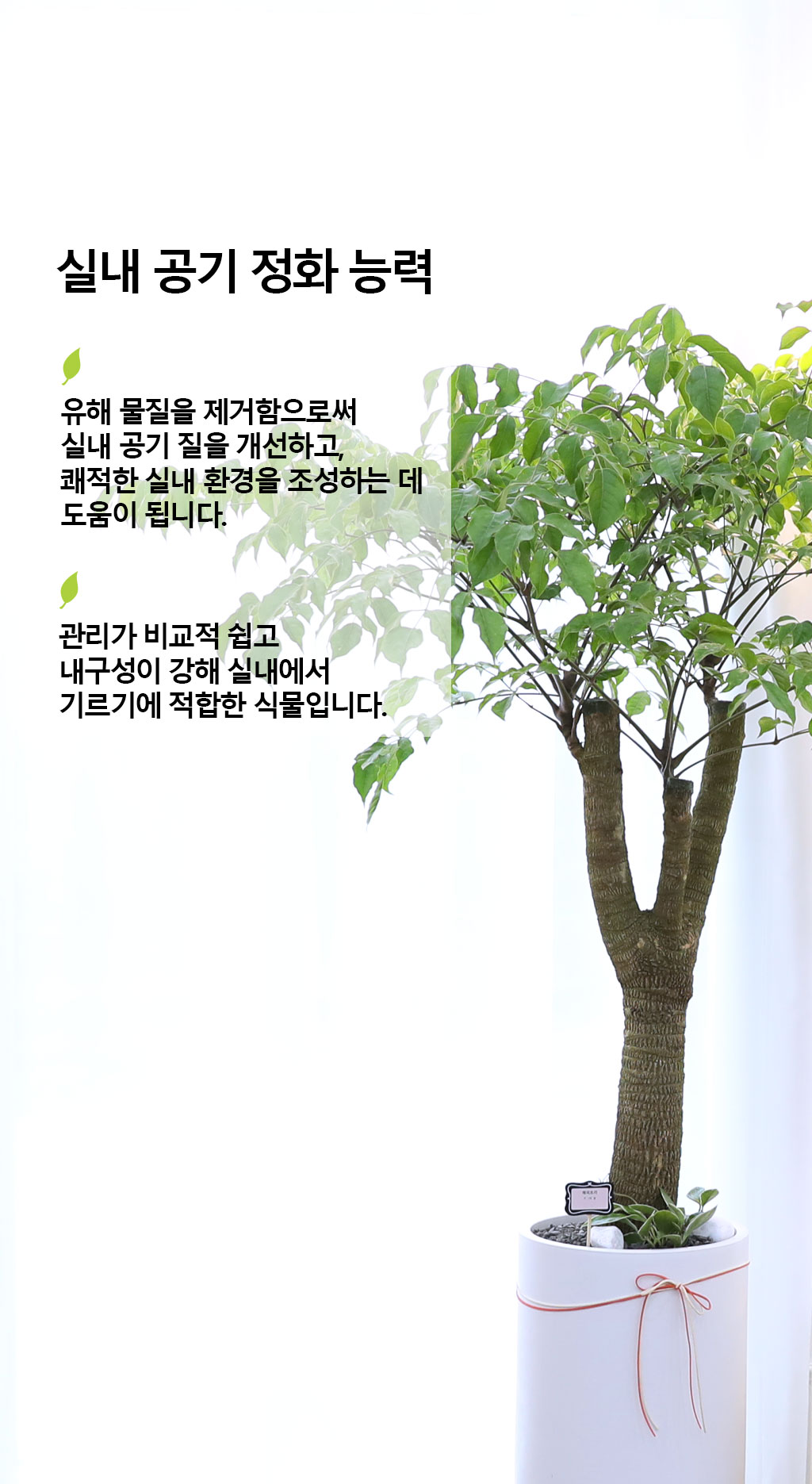 Çູ°ú ±àÁ¤ÀûÀÎ ±â¿îÀÇ ½Ä¹° - ÇØÇÇÆ®¸®(´ë)