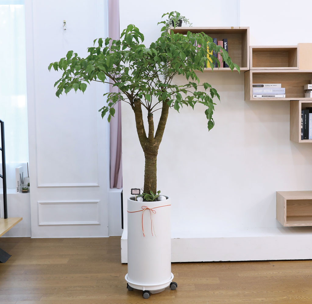 Çູ°ú ±àÁ¤ÀûÀÎ ±â¿îÀÇ ½Ä¹° - ÇØÇÇÆ®¸®(´ë)