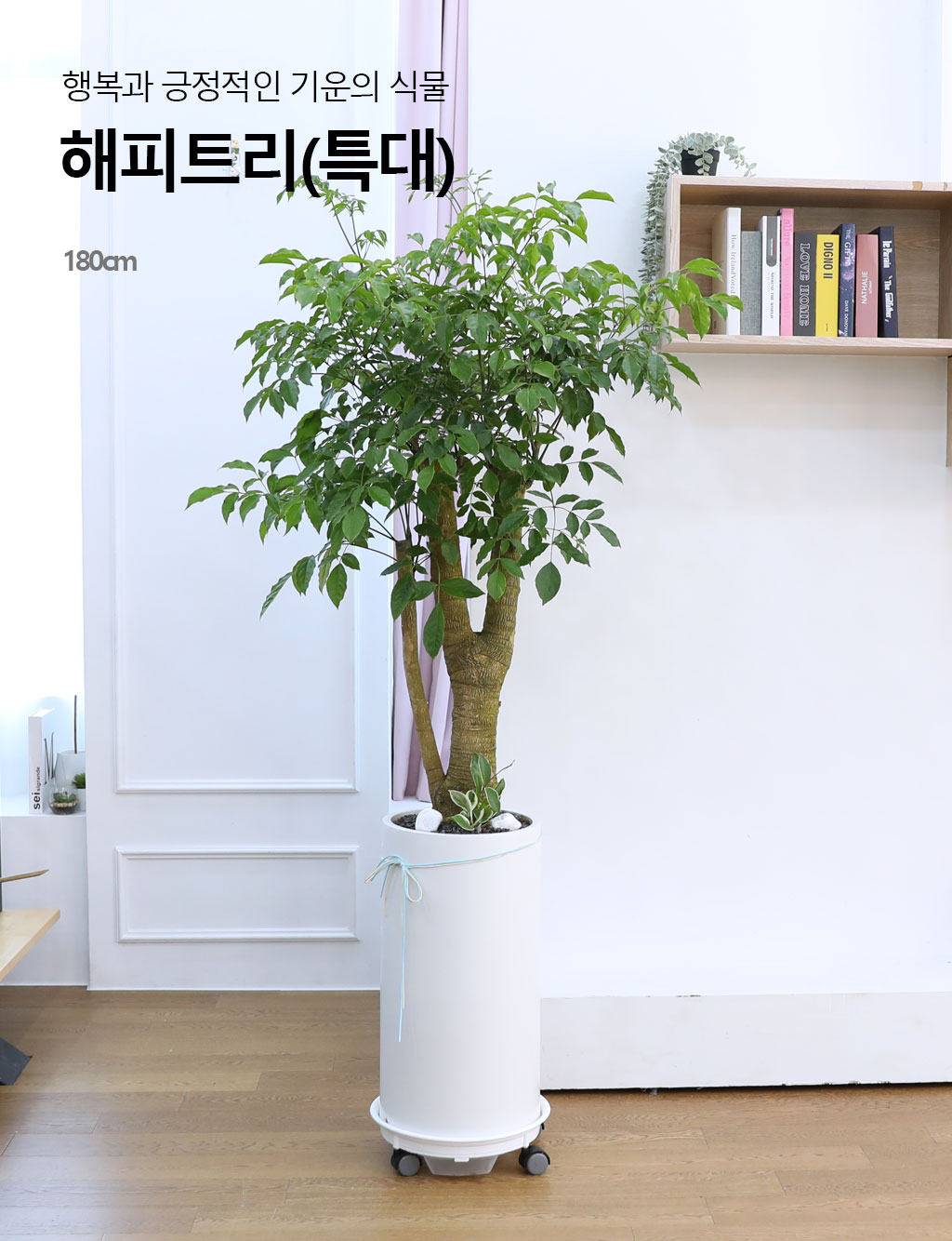 Çູ°ú ±àÁ¤ÀûÀÎ ±â¿îÀÇ ½Ä¹° - ÇØÇÇÆ®¸®(Ư´ë) ²ÉÁý ²É¹è´Þ