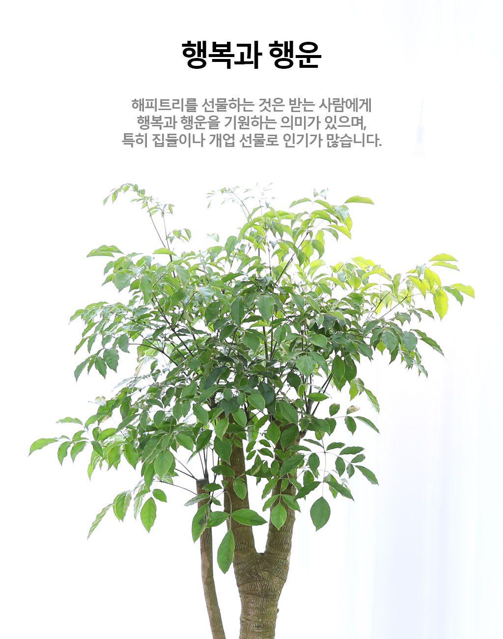 Çູ°ú ±àÁ¤ÀûÀÎ ±â¿îÀÇ ½Ä¹° - ÇØÇÇÆ®¸®(Ư´ë) ²ÉÁý ²É¹è´Þ