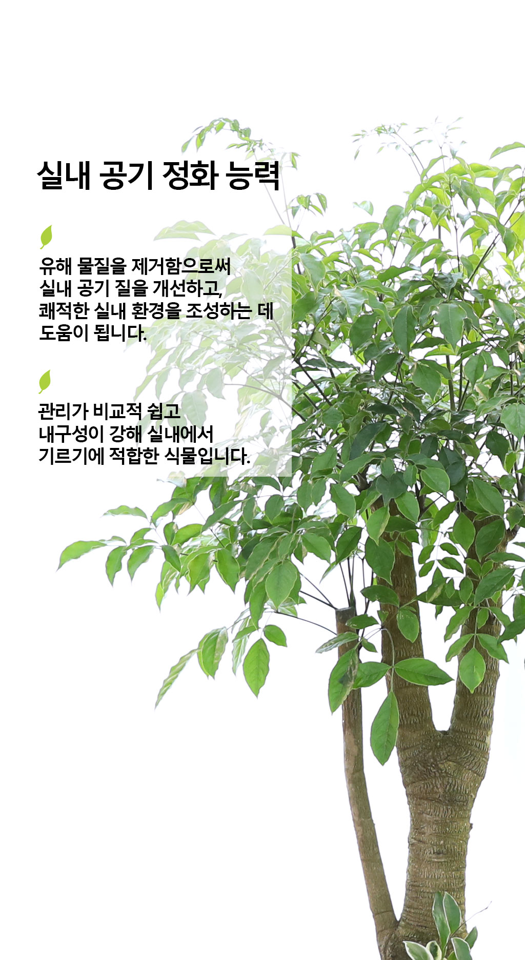 Çູ°ú ±àÁ¤ÀûÀÎ ±â¿îÀÇ ½Ä¹° - ÇØÇÇÆ®¸®(Ư´ë) ²ÉÁý ²É¹è´Þ