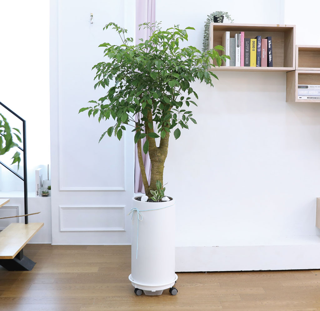 Çູ°ú ±àÁ¤ÀûÀÎ ±â¿îÀÇ ½Ä¹° - ÇØÇÇÆ®¸®(Ư´ë) ²ÉÁý ²É¹è´Þ