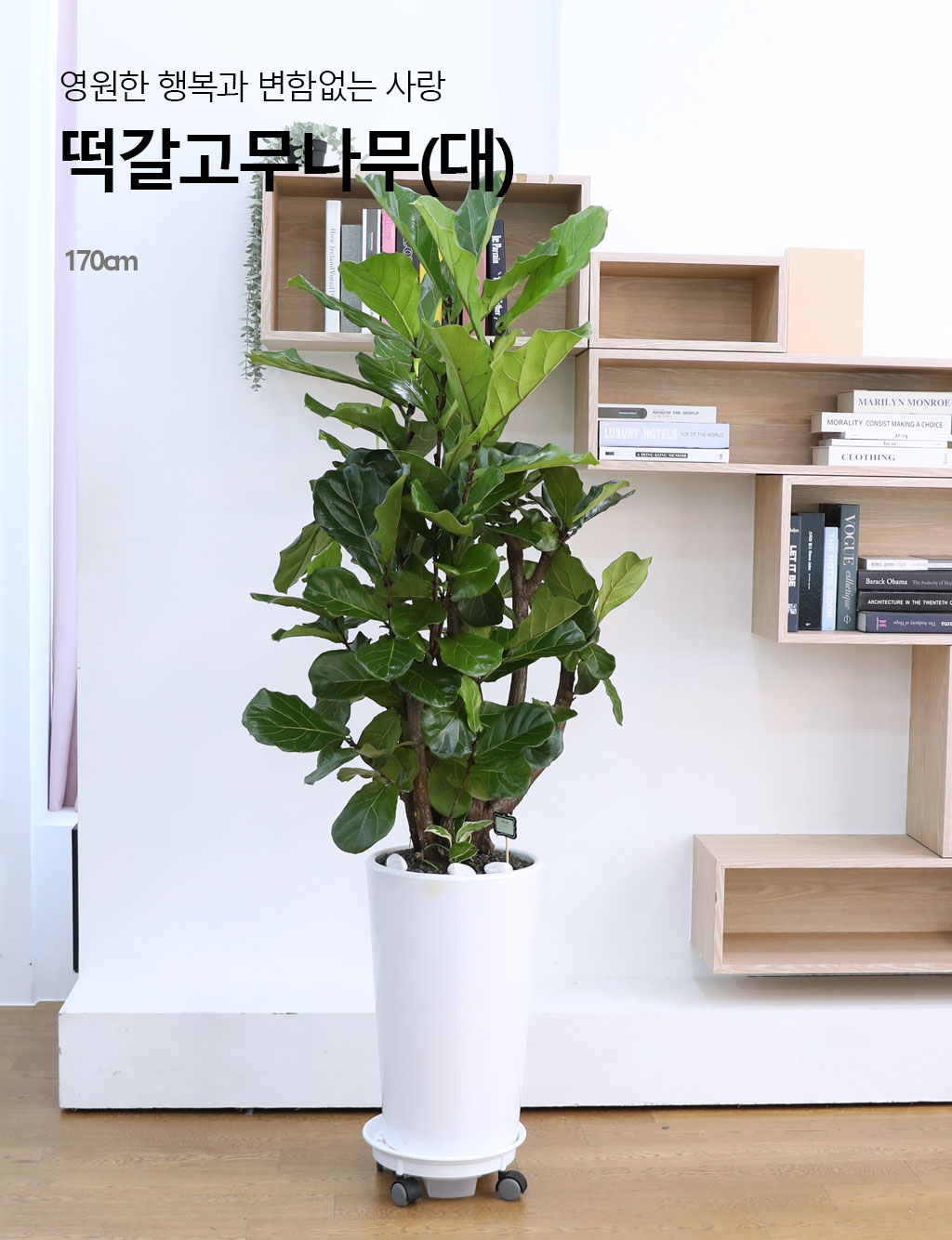 ¿µ¿øÇÑ Çູ°ú º¯ÇÔ¾ø´Â »ç¶û - ¶±°¥ °í¹«³ª¹«(´ë) ²ÉÁý ²É¹è´Þ