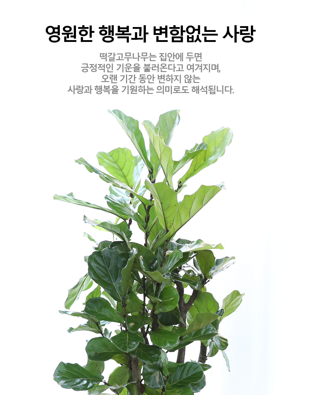 ¿µ¿øÇÑ Çູ°ú º¯ÇÔ¾ø´Â »ç¶û - ¶±°¥ °í¹«³ª¹«(´ë) ²ÉÁý ²É¹è´Þ