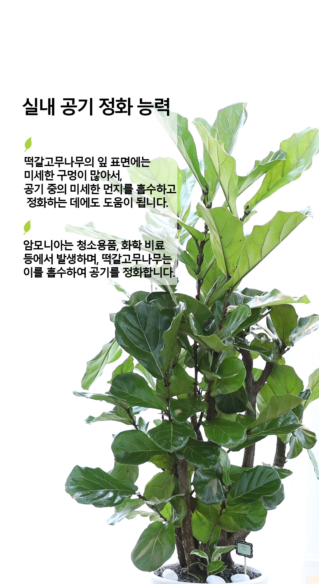 ¿µ¿øÇÑ Çູ°ú º¯ÇÔ¾ø´Â »ç¶û - ¶±°¥ °í¹«³ª¹«(´ë) ²ÉÁý ²É¹è´Þ