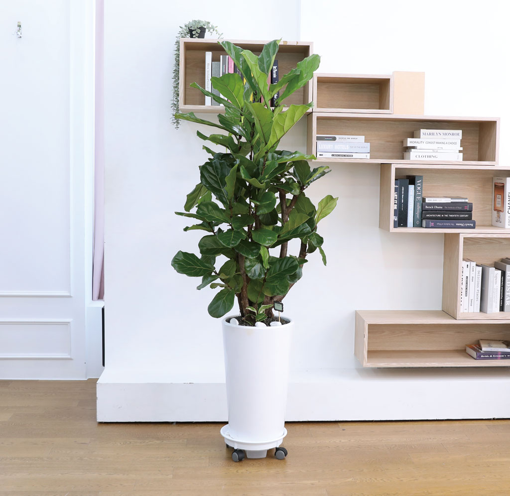 ¿µ¿øÇÑ Çູ°ú º¯ÇÔ¾ø´Â »ç¶û - ¶±°¥ °í¹«³ª¹«(´ë) ²ÉÁý ²É¹è´Þ