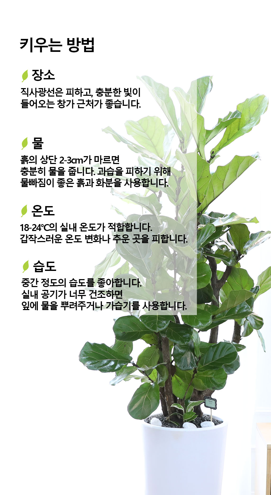 ¿µ¿øÇÑ Çູ°ú º¯ÇÔ¾ø´Â »ç¶û - ¶±°¥ °í¹«³ª¹«(´ë) ²ÉÁý ²É¹è´Þ