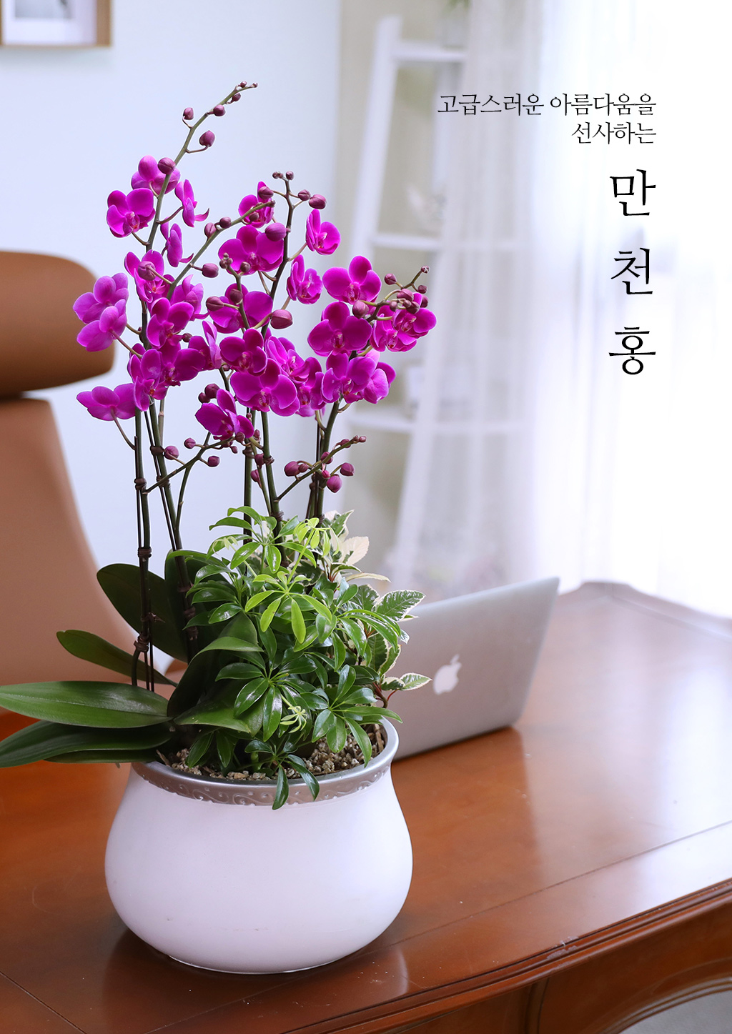 ¼º°øÀÇ Ã¹°ÉÀ½°ú »õ·Î¿î µµ¾àÀ» ÃàÇÏÇÏ´Â, ÁøÇÑ ÇÎÅ© È£Á¢¶õ ¸¸ÃµÈ« ²ÉÁý ²É¹è´Þ