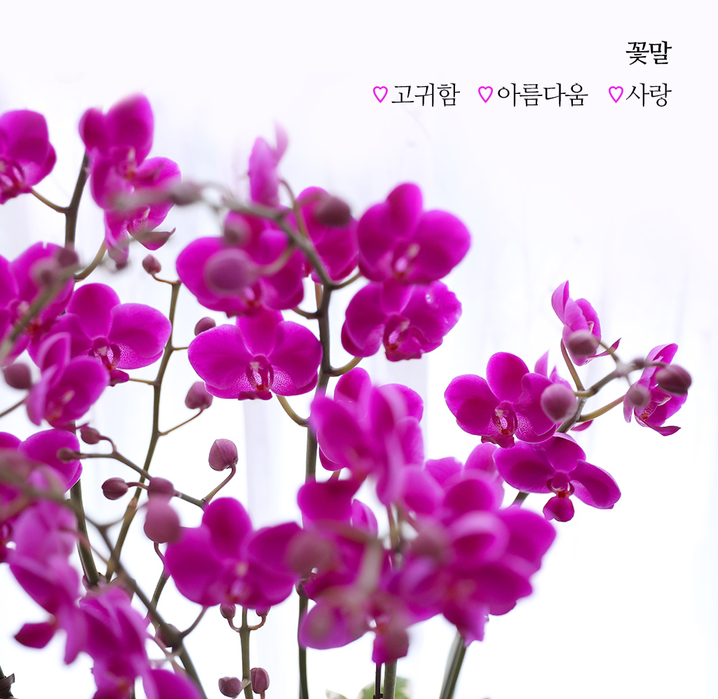 ¼º°øÀÇ Ã¹°ÉÀ½°ú »õ·Î¿î µµ¾àÀ» ÃàÇÏÇÏ´Â, ÁøÇÑ ÇÎÅ© È£Á¢¶õ ¸¸ÃµÈ« ²ÉÁý ²É¹è´Þ