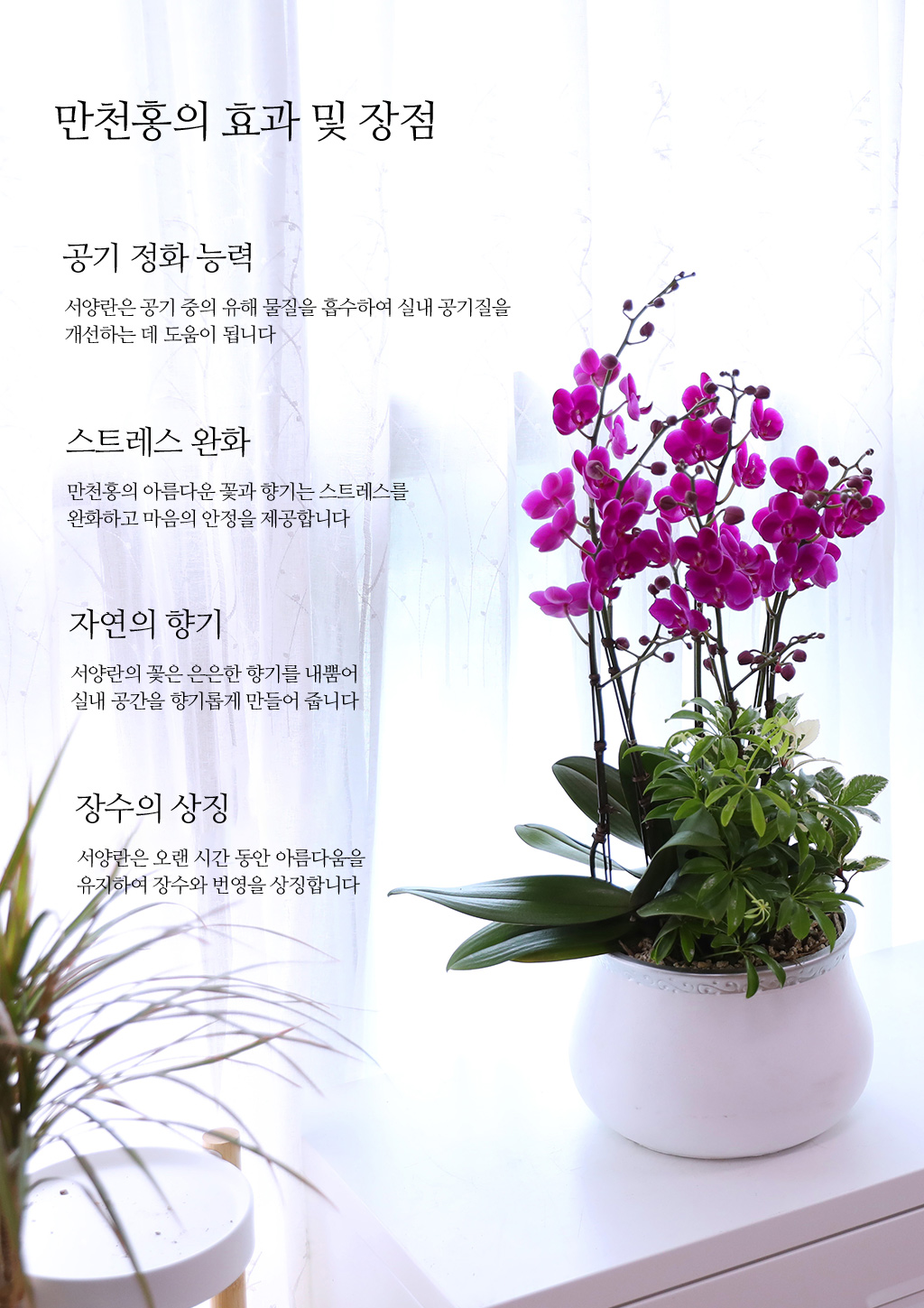 ¼º°øÀÇ Ã¹°ÉÀ½°ú »õ·Î¿î µµ¾àÀ» ÃàÇÏÇÏ´Â, ÁøÇÑ ÇÎÅ© È£Á¢¶õ ¸¸ÃµÈ« ²ÉÁý ²É¹è´Þ