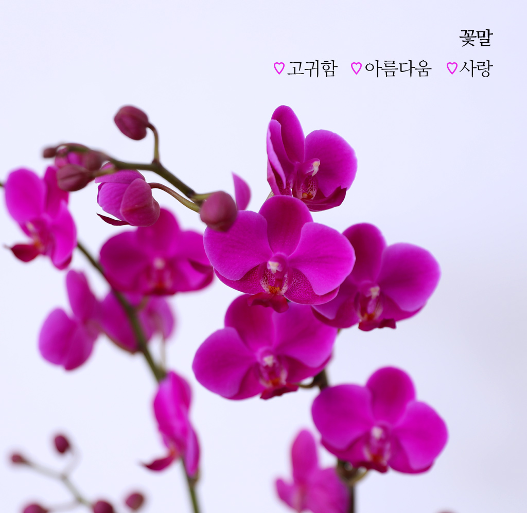 ÃàÇÏÀÇ ¸¶À½À» ´ã¾Æ, °³¾÷°ú ½ÂÁøÀ» À§ÇÑ ÁøÇÑ ÇÎÅ© È£Á¢¶õ ¸¸ÃµÈ« ²ÉÁý ²É¹è´Þ