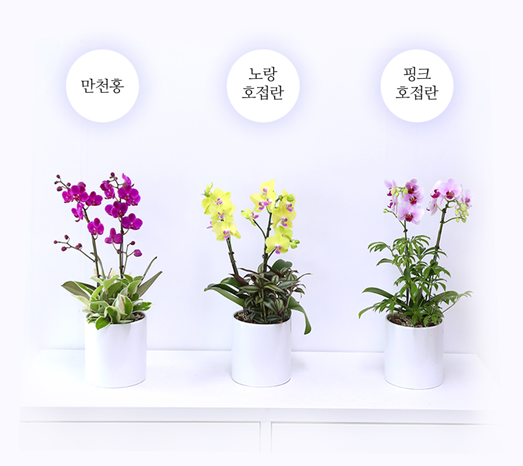 ÃàÇÏÀÇ ¸¶À½À» ´ã¾Æ, °³¾÷°ú ½ÂÁøÀ» À§ÇÑ ÁøÇÑ ÇÎÅ© È£Á¢¶õ ¸¸ÃµÈ« ²ÉÁý ²É¹è´Þ