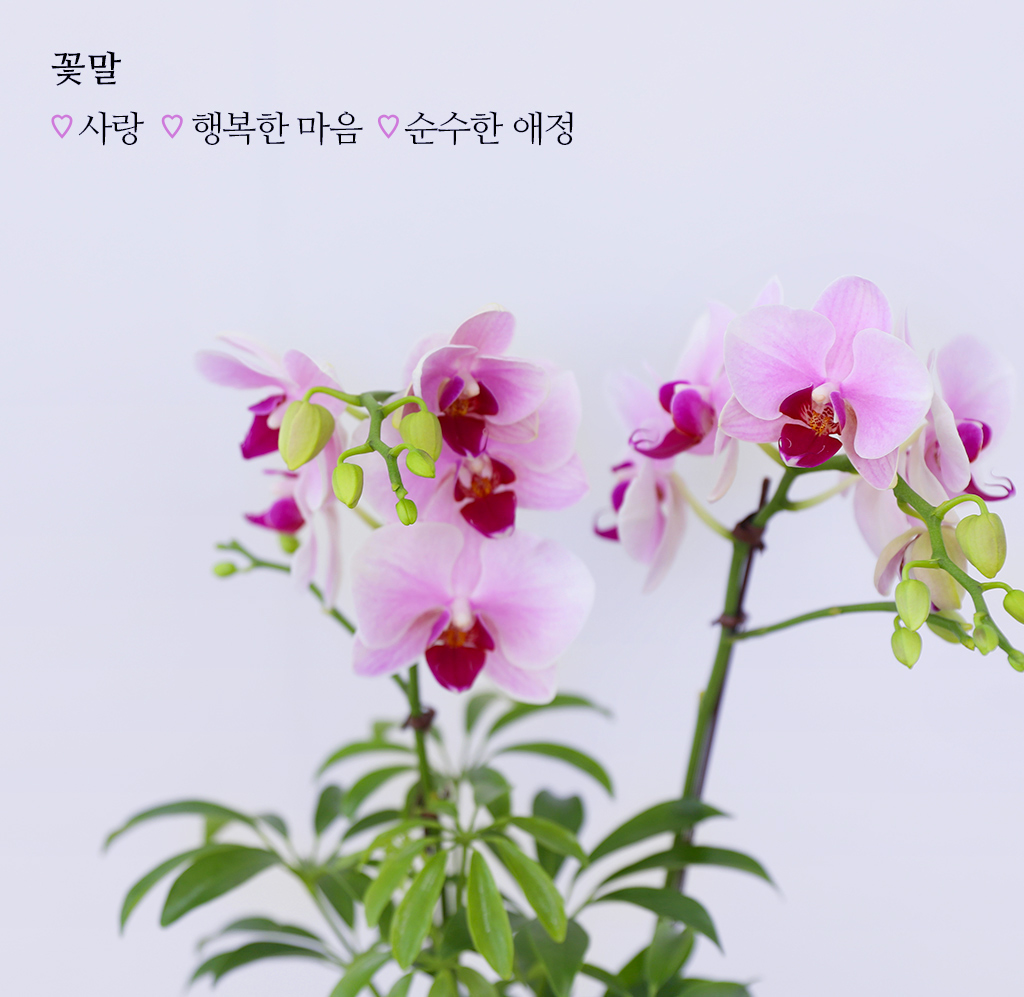 Á¤¼º °¡µæ ´ãÀº ¼±¹°, ÇÎÅ© È£Á¢¶õ